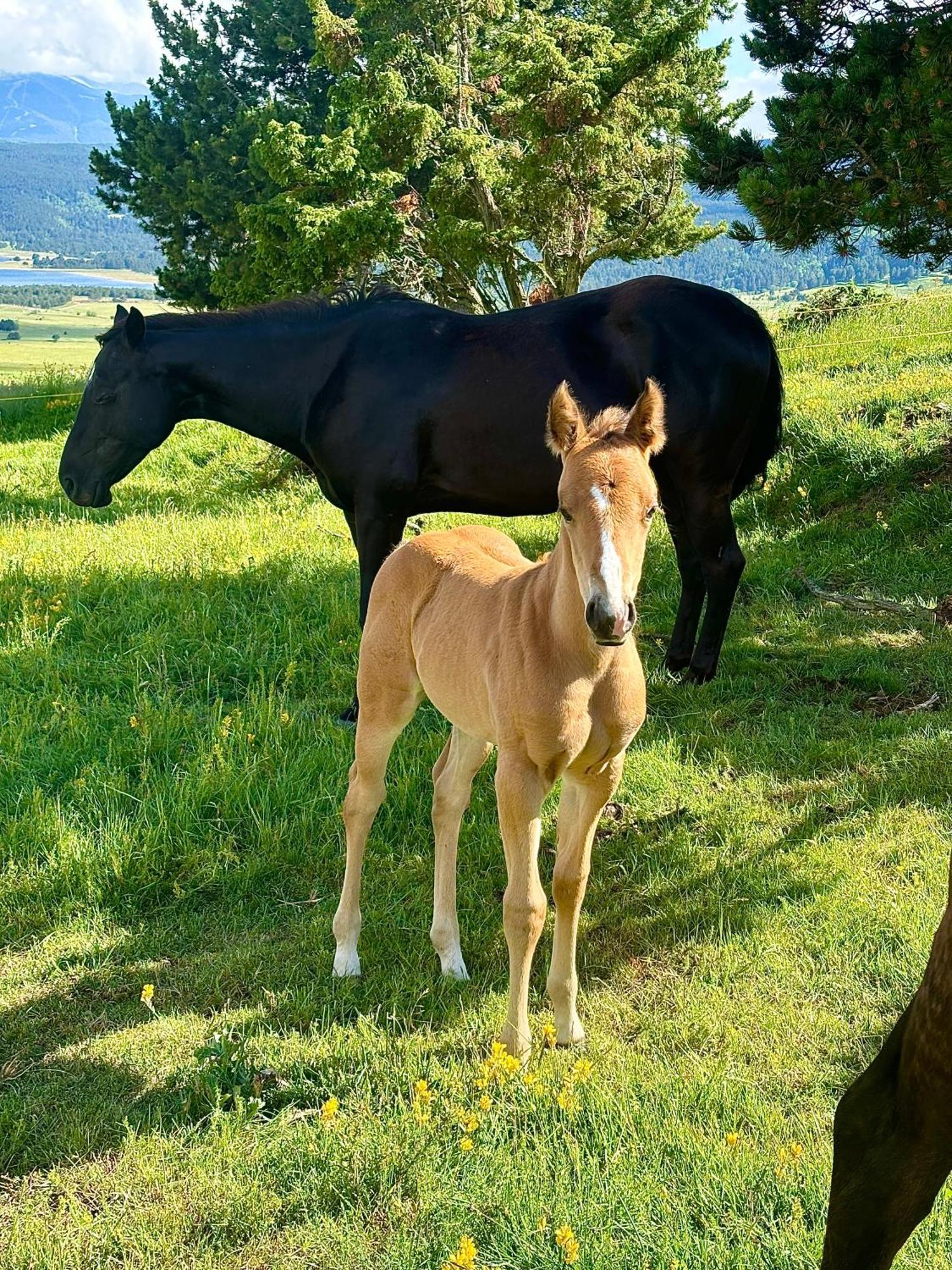 Gite Ranch Le Serpolet 레 장글 외부 사진